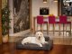 Hobbydog XXL GLAMOUR NOWY BR¤Z INARI 2