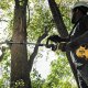 Dewalt Kosa do zarośli, chwastów przystawka do wielofunkcyjnego narzędzia ogrodowego DCMAS5713 DeWALT DCMASBC1N-XJ 5