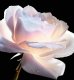 Dior Le Micro-Serum De Rose Yeux Serum pod oczy 20ml 4
