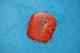 Głośnik Logitech Wonderboom Fireball Red (984-000853) 9