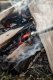 Petromax Fire Tube – Profesjonalna dmuchawa do rozpalania ognia 3