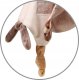 BabyOno 1556 PRZYTULANKA KOCYK GOOSE ZOE 4