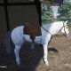 My Life Farm Vet (PS5) 1