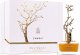 Aurora Aurora, Deciduous Summer, Eau De Parfum, For Women, 100 ml For Women 1