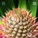 Telewizor Nokia NOKIA 50” UHD ANDROID SMART TV (2023) 3
