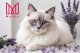 Żwirek dla kota Mersjo Żwirek silikonowy dla kota lawendowy Mersjo Lavender 8x3,8L 9