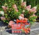 Sourcing 16V CORDLESS-BASED ANvil Pruner 25mm MAR-POL 10