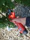 Sourcing 16V CORDLESS-BASED ANvil Pruner 25mm MAR-POL 7