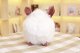 Poro Aram Maskotka Pluszak Lol League Of Legends 7