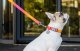 Collar Smycz dla psa nylonowa WAUDOG gradient, dł. 122cm, fioletowa 3