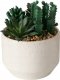Boltze Sztuczna roślinka SUCCULENT, 12 cm 1