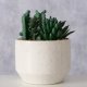 Boltze Sztuczna roślinka SUCCULENT, 12 cm 3