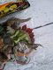 Figurka Gazelo Dinozaury 6szt. na blistrze 116877 2
