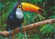 Dodo Puzzle "Tukan" 500 Elementów Układanka Kolorowa Zestaw Dla Dzieci Dorosłych 1