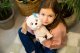 Tm Toys TM Toys Puppy Luv Interaktywny piesek Labrador Meggy DKO0877 8