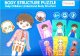 Dreniane Puzzle Anatomia Części Ciała Zabawka Edukacyjna Układanka Chłopiec 5
