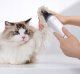 MovaVACUUM CLEANER PET GROOMING/KIT MOVA G1 PRO  PHC10A DREAME 5