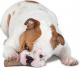 Petstages DogWood petite patyk 3