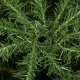 Springos Choinka sztuczna 220 cm Premium Royal Trees świerk naturalny jak żywy UNIWERSALNY 4