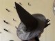 Verk Kapelusz czarownicy halloween wiedźmy strój czarownicy czarny Kapelusz czarownicy halloween wiedźmy strój czarownicy czarny 6