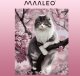 Maaleo Malowanie po numerach 40x50cm- kotek Maaleo 22783 2