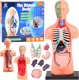 Jokomisiada Zestaw edukacyjny Model anatomiczny CIAŁO CZŁOWIEKA + organy 11ele ZA5200 1