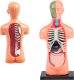 Jokomisiada Zestaw edukacyjny Model anatomiczny CIAŁO CZŁOWIEKA + organy 11ele ZA5200 1