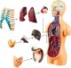 Jokomisiada Zestaw edukacyjny Model anatomiczny CIAŁO CZŁOWIEKA + organy 11ele ZA5200 3