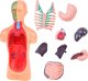 Jokomisiada Zestaw edukacyjny Model anatomiczny CIAŁO CZŁOWIEKA + organy 11ele ZA5200 4