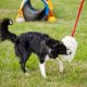 Dingo Dingo Zabawka Dla Psa Szarpak Owca Bungee Róż 3
