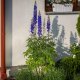 Kadax KADAX Podpora Pergola Roślin Ogrodowa Pierścieniowa Kwiat Hortensji Piwoni 100cm 3