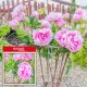 Kadax KADAX Podpora Pergola Roślin Ogrodowa Pierścieniowa Kwiat Hortensji Piwoni 100cm 5