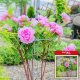 Kadax KADAX Podpora Pergola Roślin Ogrodowa Pierścieniowa Kwiat Hortensji Piwoni 100cm 8
