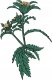 Tyma Herbs Tyma Herbs, Ziołun, Olejek z Uczepu do całego ciała, 30 ml 3