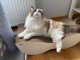 Gattino Gattino Drapak 06 Leon biały 4