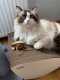 Gattino Gattino Drapak 06 Leon biały 5