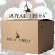 Springos Choinka sztuczna 220 cm Premium Royal Trees sosna diamentowa ośnieżona z szyszkami UNIWERSALNY 23