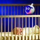 Sweet dreamers SWEET DREAMERS ewan sheep with sound sensor Deluxe Purple 10