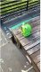 Spring Summer Frog Bubble Machine 1