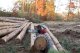 Piła łańcuchowa Maruyama MARUYAMA MCV5100 PIŁA PILARKA PRZECINARKA SPALINOWA ŁANCUCHOWA DO DREWNA 3.8KM / 40cm 1