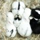 Hi Little One Little One Pokarm dla świnki morskiej 400g 2