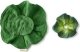 Oli&Carol Oli&Carol Kendall the Kale Mini Doudou-Teether, 0+ 2