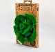 Oli&Carol Oli&Carol Kendall the Kale Mini Doudou-Teether, 0+ 3