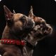 Pet Republic PETREPUBLIC Suszone piersi z kurczaka - Przysmak dla psa - 250g 2