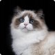 Pet Republic PETREPUBLIC Zestaw Kurczak 3+1 GRATIS - Karma mokra dla kota - 400g 2