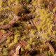 Gamers Grass Gamers Grass: Grass tufts - 2 mm - Beige Tufts (Wild) 1