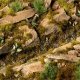 Gamers Grass : Grass tufts - 2 mm - Dark Moss Tufts (Wild) 1