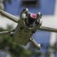 SunnyLife FILTR SZARY ND16 NDX16 DO DRONA DJI MINI 4 PRO 4