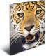 Herma Teczka A3 Leopard (7142) 1