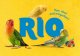 Rio Pokarm dla dużych papug 1kg 3